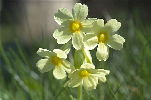 莲香报春花,黄花九轮草