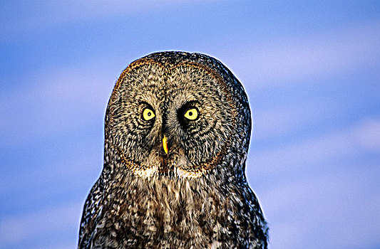 成年,乌林鸮,猎捕,冬天,路边,北方,艾伯塔省,加拿大