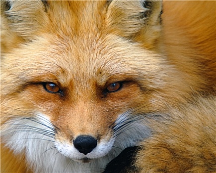 红狐,头像