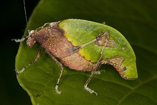 蝗虫,哥斯达黎加,中美洲