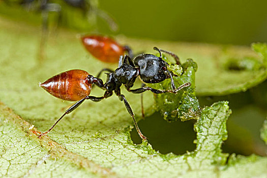 蚂蚁,切,叶子,动作,只有,新世界,几内亚