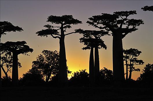 猴面包树,树林,日落,靠近,穆龙达瓦,马达加斯加
