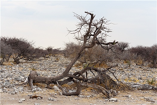 风景,纳米比亚,禁猎区