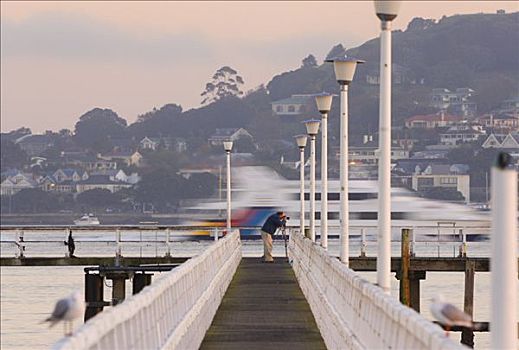 摄影师,拍照,码头,湾,奥克兰,新西兰