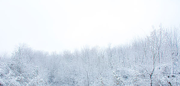 雪景