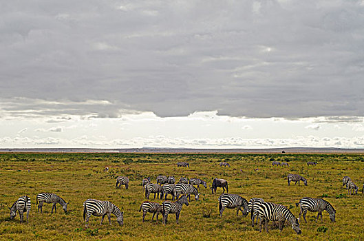 肯尼亚,安伯塞利国家公园,斑马,放牧