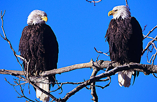 美国,两个,白头鹰,海雕属,雕,栖息,枝头,保存,阿拉斯加