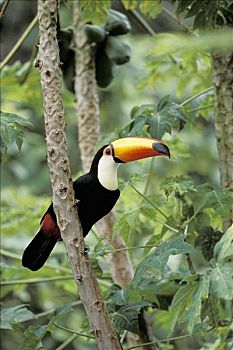 托哥巨嘴鸟,潘塔纳尔,巴西