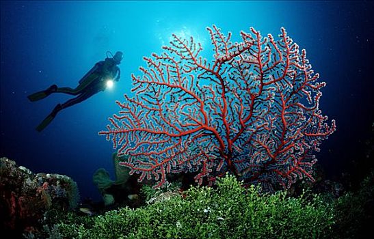 双色,柳珊瑚目,潜水者,苏拉威西岛,印度尼西亚,班达海