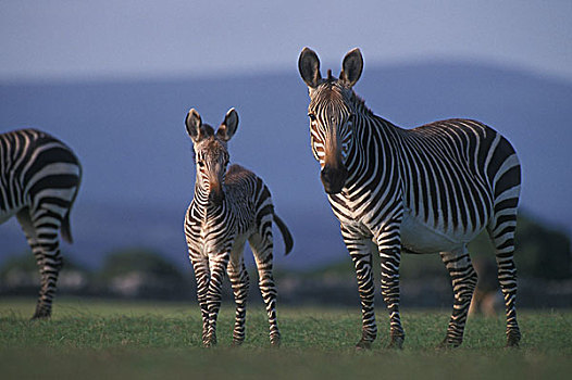 角山斑马,稀有,物种,自然保护区,南非