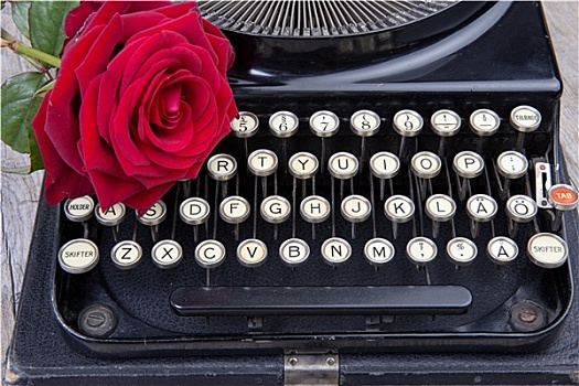 老,打字机,红玫瑰