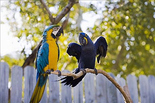 金刚鹦鹉,黄蓝金刚鹦鹉,紫蓝金刚鹦鹉,栖息,枝条,佛罗里达礁岛群,佛罗里达,美国