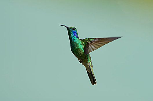 绿色,绿紫耳蜂鸟,飞行,国家公园,圣荷塞,省,哥斯达黎加,北美