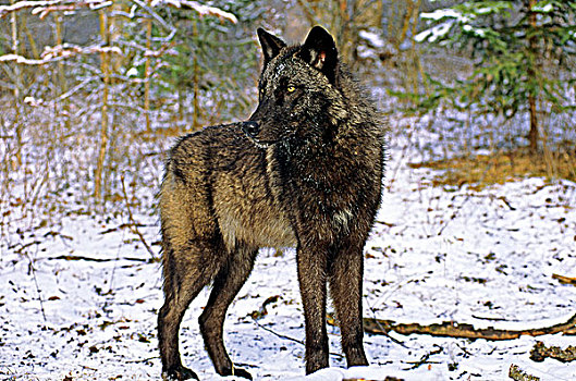 成年,灰狼,狼,艾伯塔省,加拿大