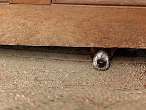 狗,隐藏,木质,柜子