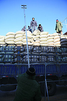 黑龙江省,建三江米厂开仓收购大米,这是在检验大米等级
