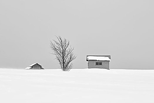 积雪,冬季风景,两个,小,房子,孤树,远景,美瑛