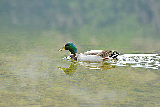 特写,野鸭,绿头鸭,游泳,湖,施蒂里亚,奥地利