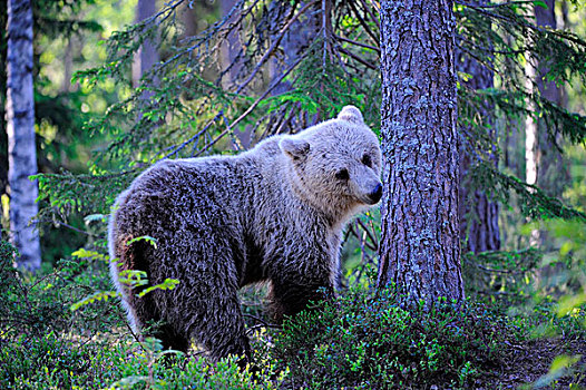褐色,熊,幼兽,嗅,树,气味,卡瑞里亚,东方,芬兰,欧洲