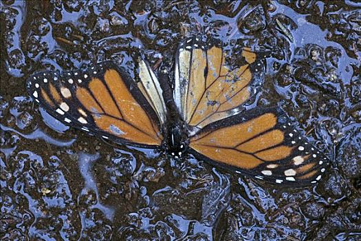 帝王蝴蝶,蝴蝶,死,地上,湿,寒冷天气,米却阿肯州,墨西哥