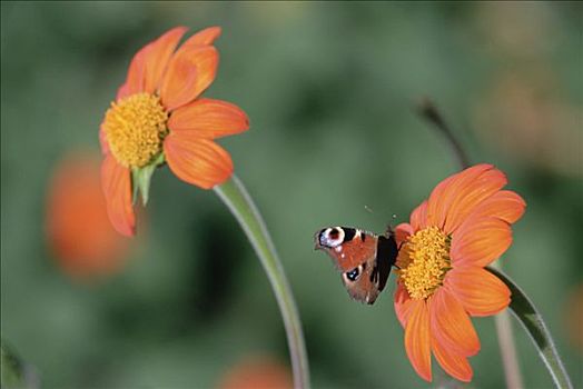 孔雀蛱蝶,花,德国
