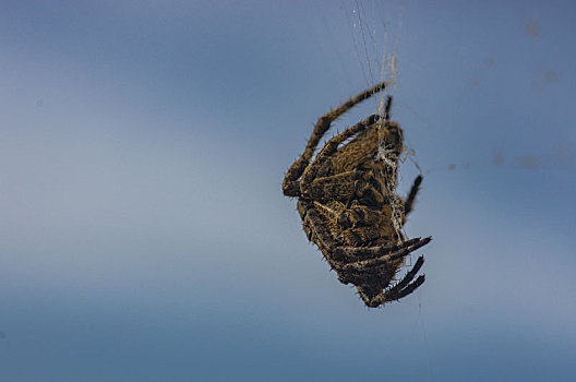 蜘蛛,编制,昆虫,虫,悬挂,织网,等待,守候,自然界