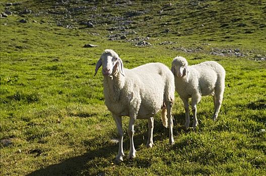 家羊,高山牧场,提洛尔,奥地利,欧洲