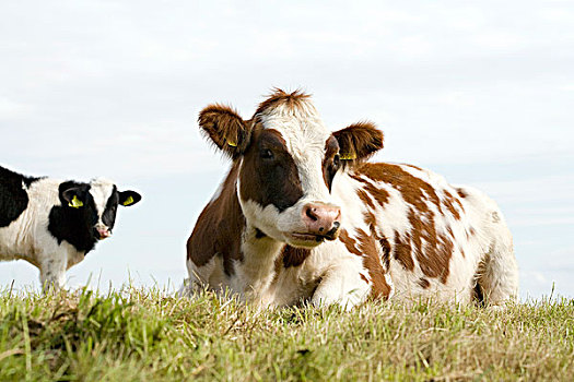 家牛,幼兽,休息,草地,林堡,荷兰