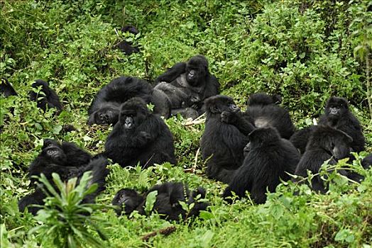 山地大猩猩,大猩猩,军队,休息,火山国家公园,卢旺达