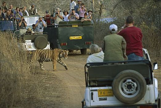 孟加拉虎,虎,幼小,旅游,交通工具,伦滕波尔国家公园,印度