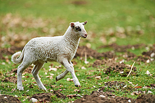 头像,羊羔,绵羊,牧场,春天,野生园,下萨克森,德国
