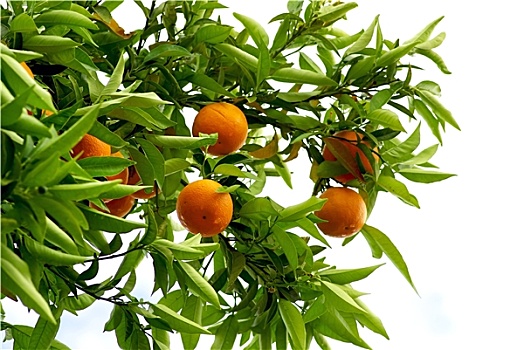 成熟,橘子,树上