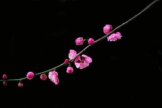 纯色背景花卉－梅花