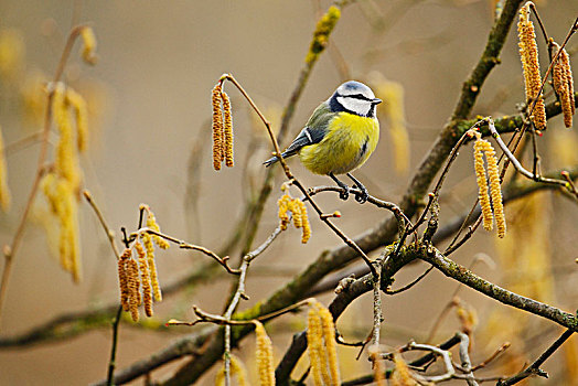 蓝冠山雀,青山雀,坐在树上,褐色,冬天,柔荑花