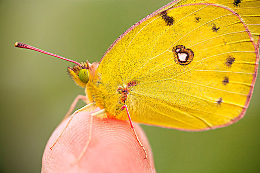 蝴蝶,指尖,俄亥俄,美国