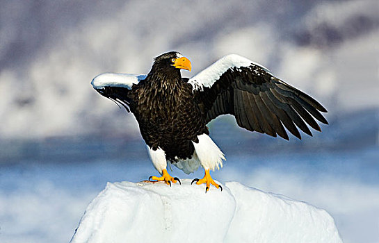 海鹰,虎头海雕,降落,海冰,加拉帕戈斯群岛,厄瓜多尔