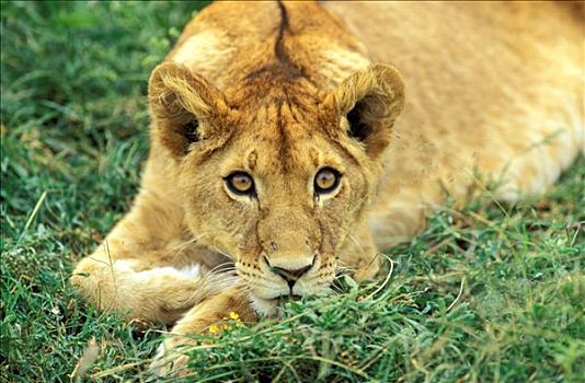 坦桑尼亚,狮子,塞伦盖蒂国家公园