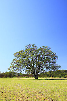 日本,榆树,蓝天