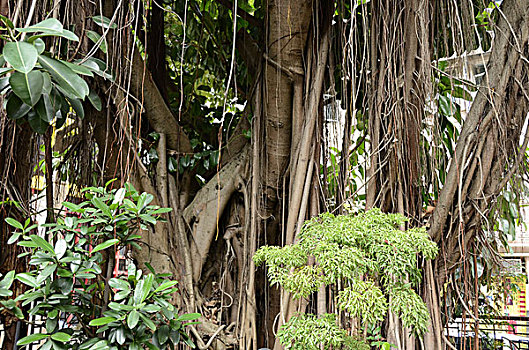 古树,户外,庙宇,湾仔,香港