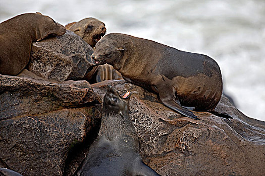 毛海狮,雌性,地盘,动作,克罗斯角,纳米比亚