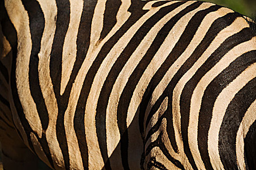 模糊,南非,野生动物,自然保护区,野生,斑马,皮肤,抽象,背景