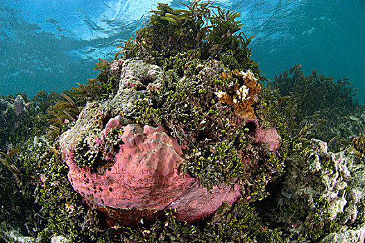 珊瑚,靠近,海岸线,塞舌尔