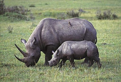 黑犀牛,哺乳动物,马赛马拉,肯尼亚,非洲,动物