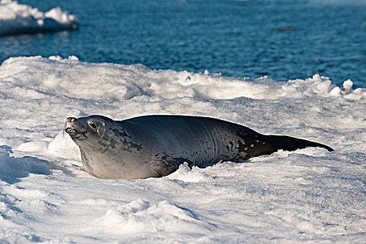 食蝦海豹,食蟹海豹,休息,浮冰,威德尔海,南极