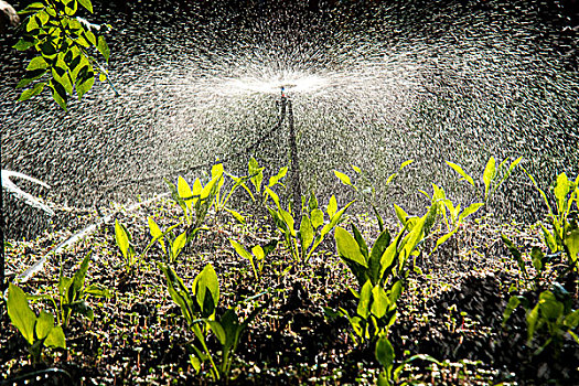 低视角微距拍摄给小草浇水