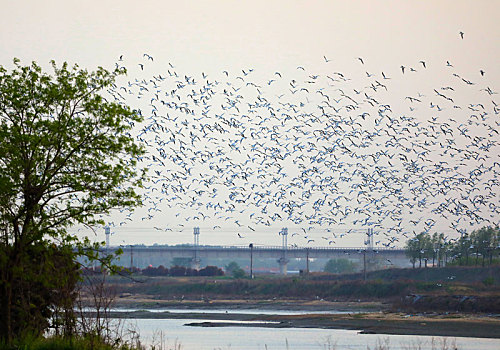 山东省日照市,夕阳里的付疃河国家湿地公园,万鸟翔集成最美风景
