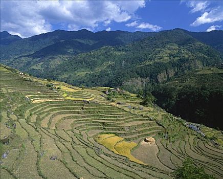 稻田,安娜普纳地区,尼泊尔