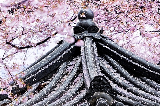 哭,樱花,日本寺庙