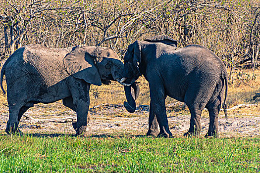 博茨瓦纳,奥卡万戈三角洲,大象,玩