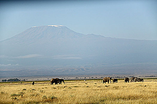 肯尼亚非洲象-乞力马扎罗山脚下的象群